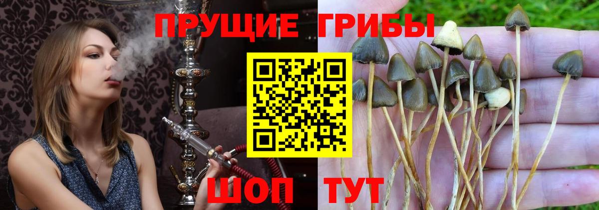 Псилоцибиновые грибы Psilocybine cubensis  Вход с VPN  Шахты  Псилоцибиновые грибы MAGIC MUSHROOMS 
